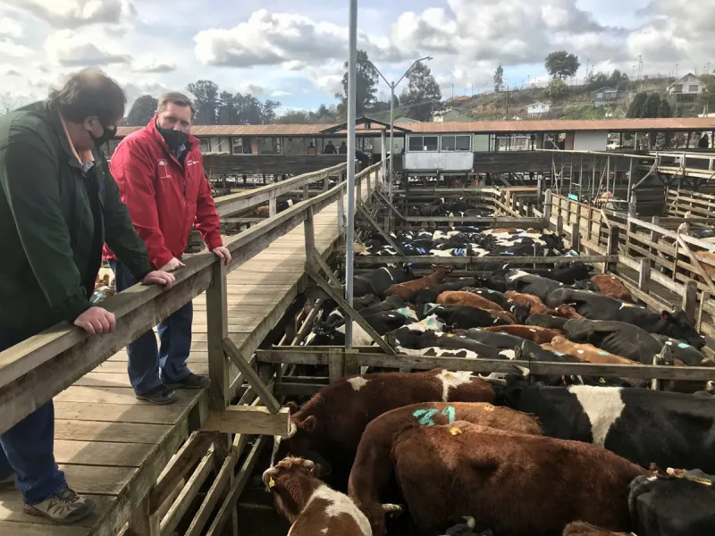 Actividad lechera y cárnica regional cierran el año con buenos precios y positivas proyecciones para 2021 
