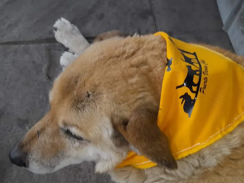 Agrupación animalista puertovarina realizará Operativo Pañuelo Naranjo en favor de los perros comunitarios
