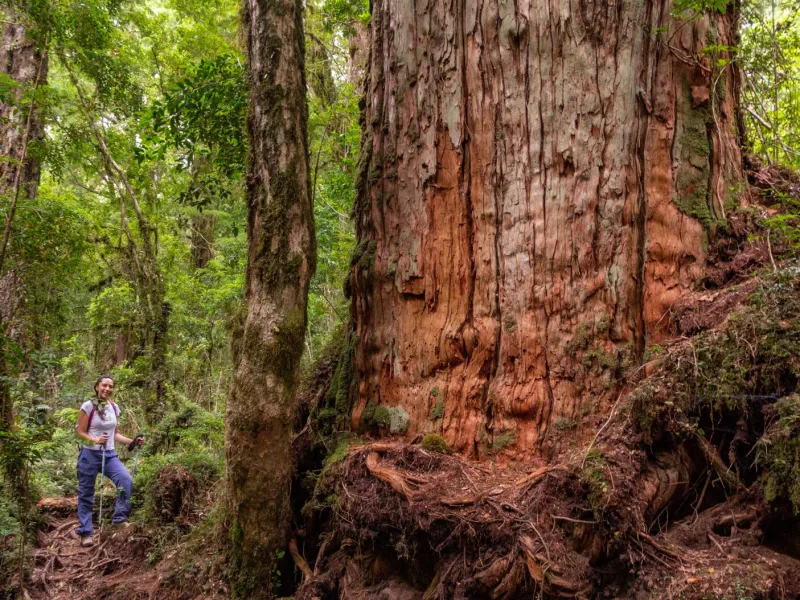 Alerces de Puchegüín: un refugio crucial para mitigar los efectos del cambio climático