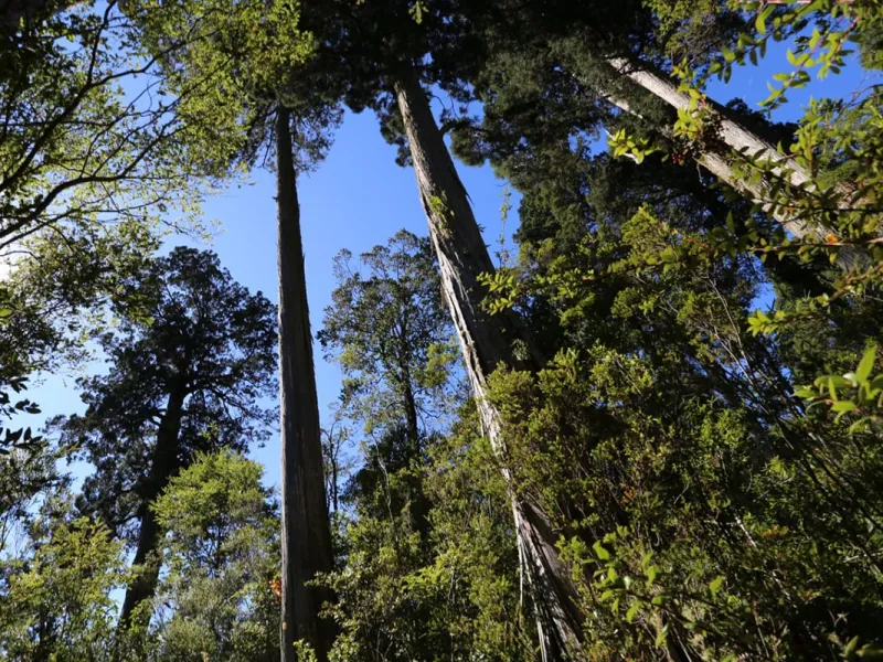 Avanza proyecto que busca crear Bolsa Climática en la región de Los Lagos
