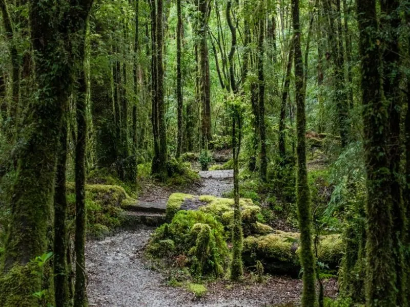 Buscan posicionar la Ruta de los Parques de la Patagonia como destino mundial de naturaleza y conservación
