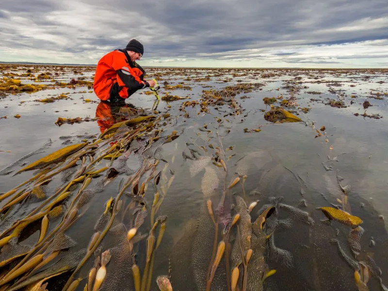 Carbono azul: investigadores desarrollan pionera investigación en la Patagonia