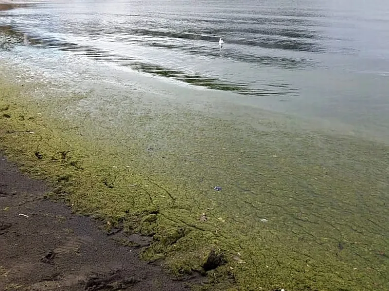 CIBA informa que zona sur está en prealerta por Floración de Algas Nocivas (FAN)