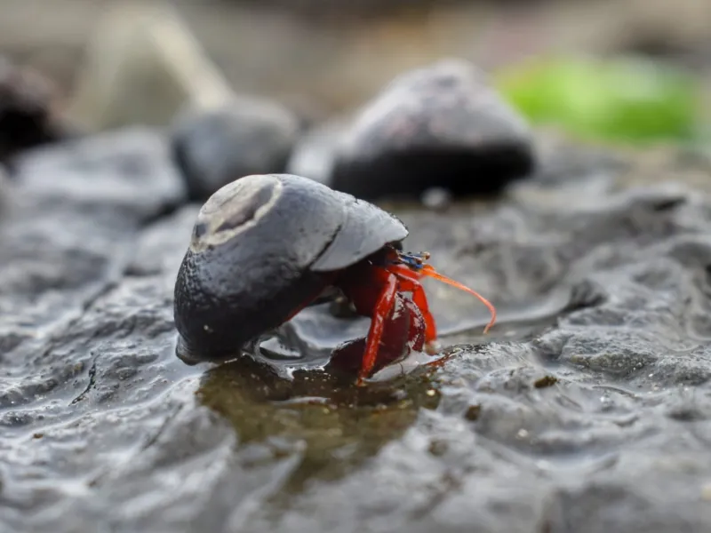 Investigación analizó el impacto del ruido antropogénico de salmoneras en el ecosistema acuático