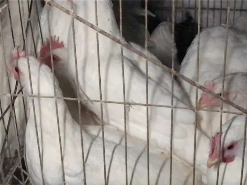 Investigación encubierta revela condiciones de crueldad animal en una granja industrial de huevos en Chile