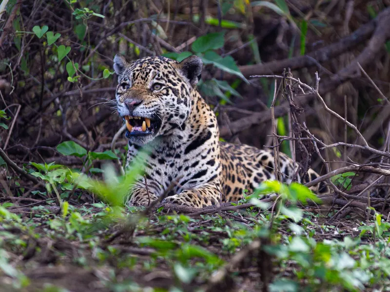 Joven puertovarino sorprende con bellas fotografías de fauna