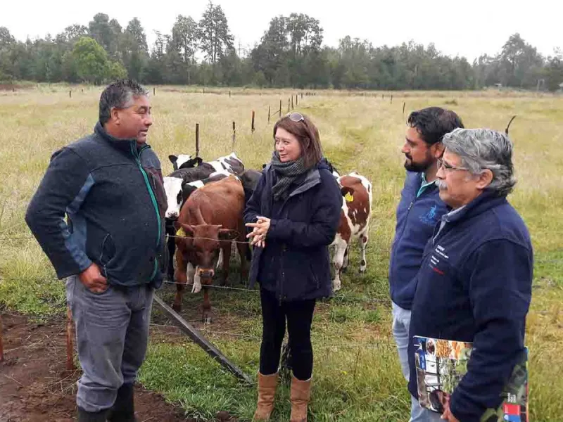 Ministerio de Agricultura entrega incentivos a productores que apuestan por la crianza de terneros de lechería