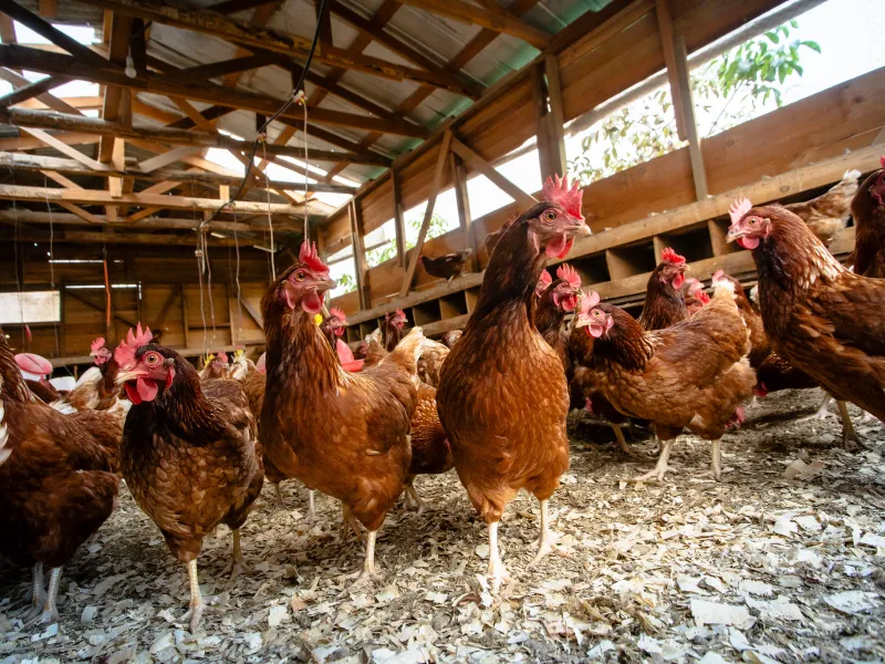 Ministerio de Agricultura llama a reforzar las medidas de bioseguridad para mantener a Chile libre de influenza aviar