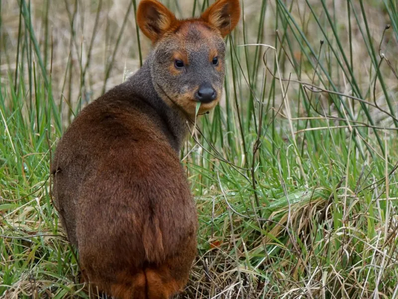 Ministerio del Medio Ambiente entregará recursos extraordinarios para proteger al Pudú en Chiloé