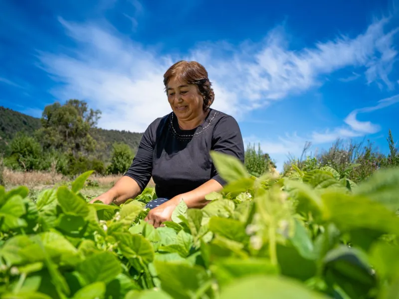 Pequeños agricultores podrán aumentar sus ventas de alimentos directamente al Estado