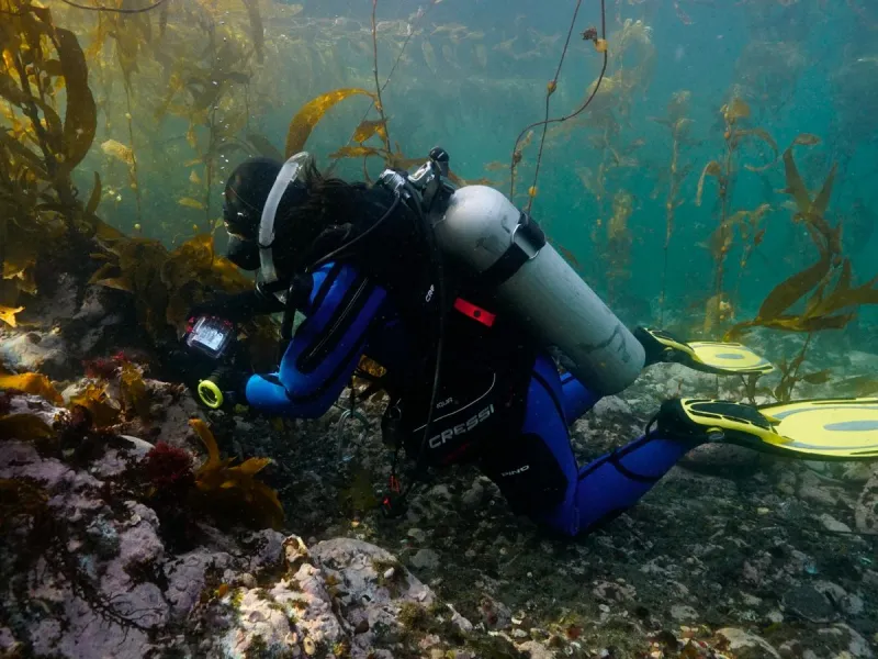 Publican primer registro para Chile de “alga abanico” en la Isla Grande de Tierra del Fuego