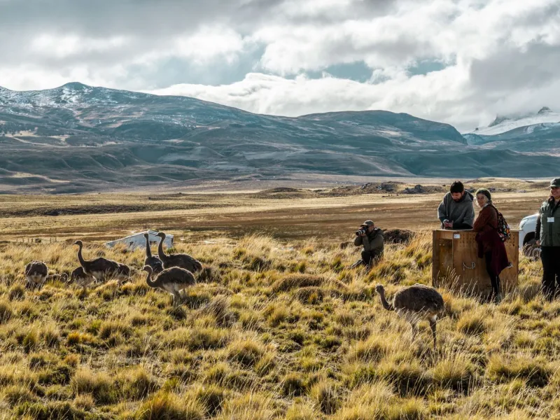 Refuerzan la población de ñandúes con tres nuevas liberaciones en el Parque Nacional Patagonia