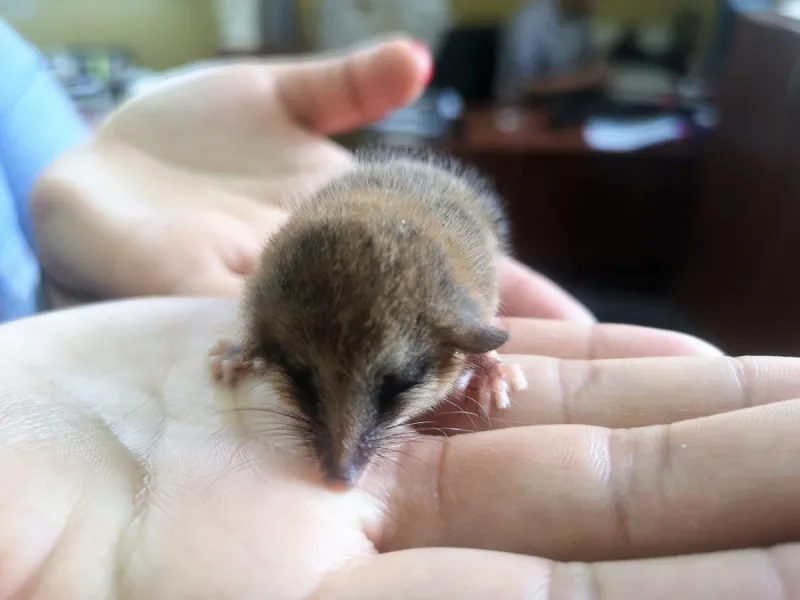 SAG libera a un monito del monte 