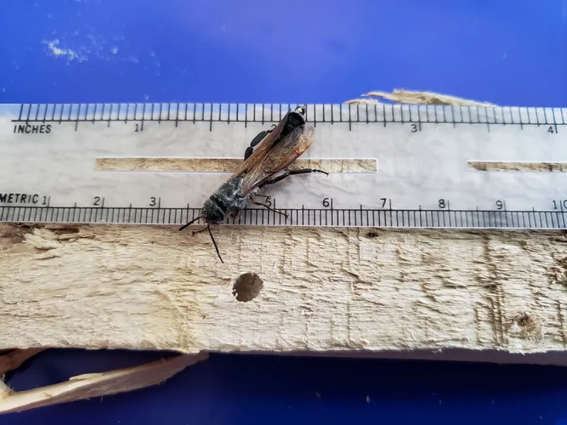 SAG Los Lagos intercepta insecto ausente en Chile en embalajes de madera de internación