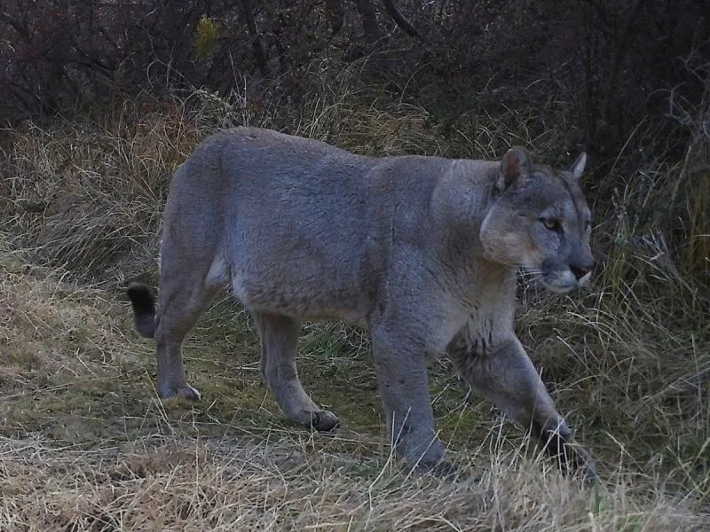 SAG Los Lagos interpone una denuncia por presunta muerte y maltrato de puma en Cochamó