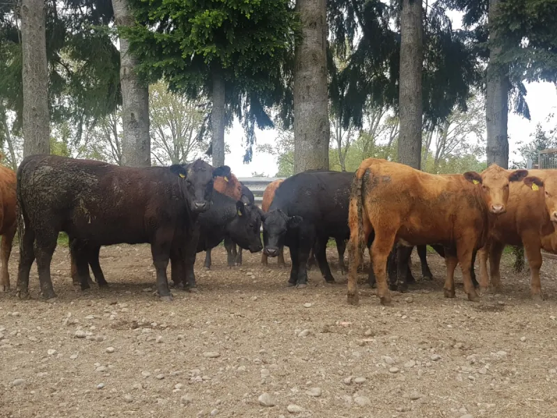 SAG Los Lagos supervisa condición sanitaria y proceso de exportación de ganado en pie a Perú