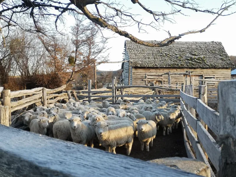 Trazabilidad ovina es la clave para fortalecer la sanidad animal y la gestión productiva del rubro