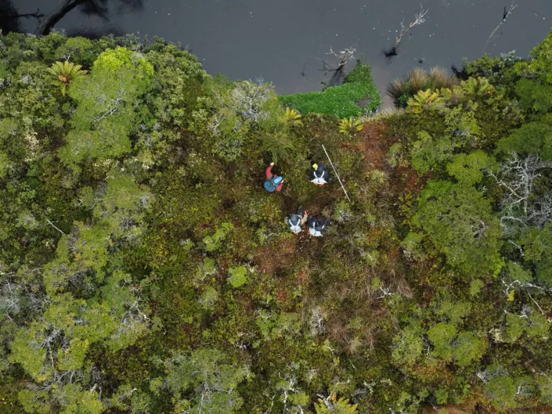 Turberas de Cabo Froward almacenan hasta 3 veces más carbono que los bosques del sector
