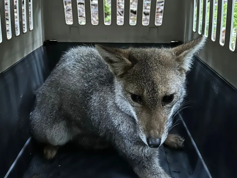Zorros chilla rehabilitados fueron liberados en el Parque Nacional Puyehue, tras acción conjunta entre el SAG, Universidad San Sebastián, y CONAF