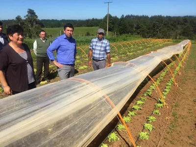 Agricultores de Los Muermos introducen sistema de microtúneles para extender cultivo de hortalizas en la zona