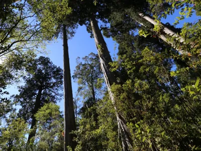 Avanza proyecto que busca crear Bolsa Climática en la región de Los Lagos