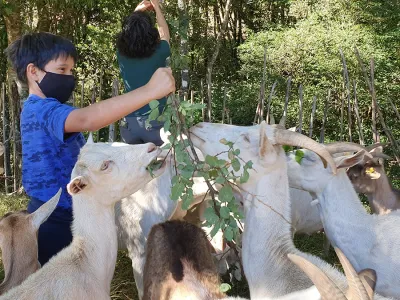 Aventura caprina: Un refugio bucólico pastoril en Purranque