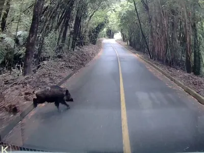 Avistan a Jabalí cruzando la ruta al Volcán Osorno