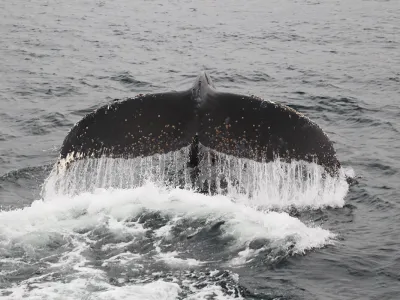Ayer se celebró el Día Mundial de las Ballenas: Amigos de los Parques llama a descubrir y a cuidar los cetáceos y los océanos