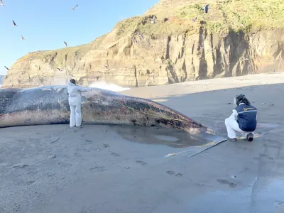Ballena azul varó en Cucao, Chiloé