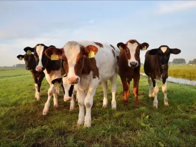 Bovino Market, la nueva plataforma digital de comercialización de ganado impulsada por COWO Incubadora Corfo