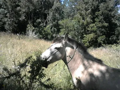 Caballo de calle Decher en buen estado