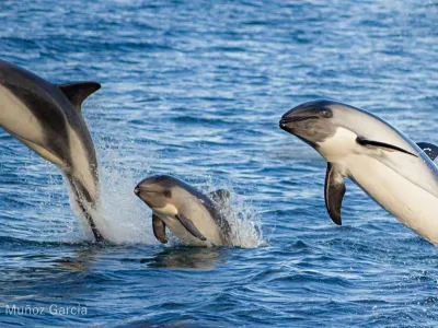 Captan inédito registro de marsopa interactuando con delfines australes