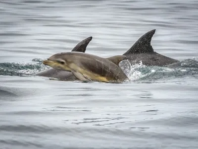 Chile y el mundo entero celebra adopción del primer Tratado de las Naciones Unidas para proteger los Océanos