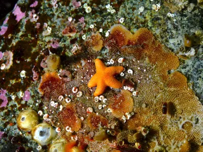 Científicos buscan crear primer registro de especies foráneas marinas en Antártica 