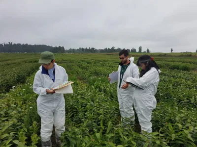 Comienza la exportación de bulbos de tulipanes