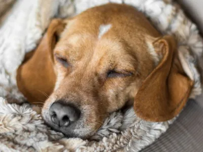 Cuidado de las mascotas en invierno