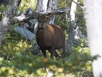 De Aysén al mundo: Huemul Safe es parte de la nueva campaña internacional de Imagen de Chile