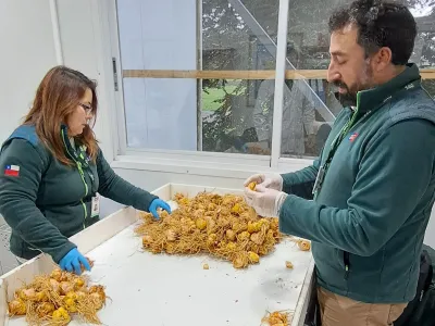 Destacan potencial sanitario de la zona como factor clave para el establecimiento de semilleros de bulbos de lilium
