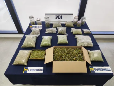 Detienen a sujeto con más de cuatro kilos de marihuana: tenía invernadero en su domicilio en Fresia