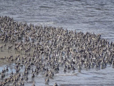 Día Mundial de las aves migratorias
