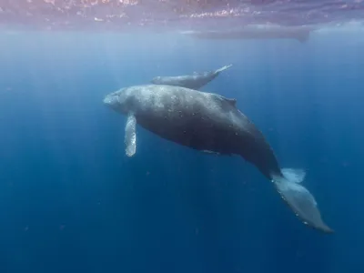 El poder de las ballenas para mejorar la subsistencia humana y el ecosistema