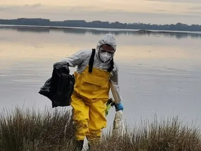 SAG detectó casos positivos de Influenza Aviar en la comuna de Puerto Varas