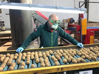 Entregan consejos para mejorar calidad de la papa en almacenamiento