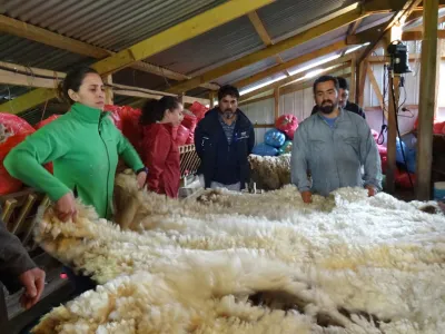 Equipo del Banco de Lanas de la sede Puerto Varas de Fundación Artesanías de Chile viaja a Palena a comprar vellones a pequeños agricultores