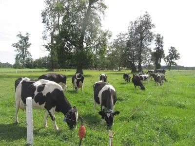 Especialista del INIA entrega recomendaciones para el manejo de la pradera en la época invernal