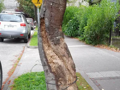 Fotodenuncia: árbol apolillado con peligro de caer en vía pública