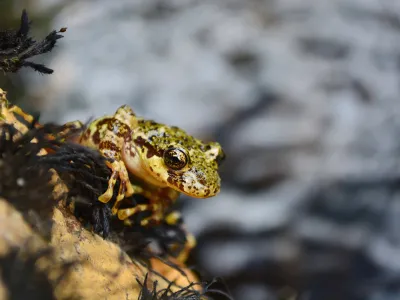 Fundación Legado Chile lanza dos iniciativas que promueven el bienestar humano y la conexión con la naturaleza en pandemia