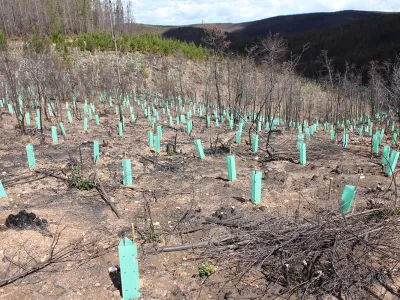 Fundación Reforestemos lanza nueva plataforma web que permite plantar árboles nativos desde la casa