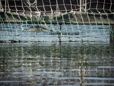 Greenpeace denuncia graves consecuencias de masivo escape de salmones: “Equivalen a una plaga de más de 140 millones de ratones”