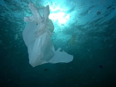 Greenpeace y hallazgo de microplásticos en centollas: “El plástico en el mar chileno se está convirtiendo en un problema de salud pública”